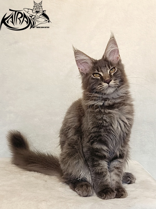 Katran Valmont - Kitten maine-coon 4 months 2.5 weeks