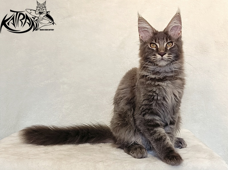 Katran Valmont - Kitten maine-coon 4 months 2.5 weeks