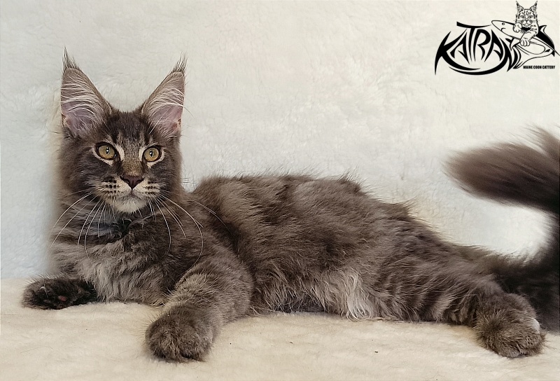 Katran Valmont - Kitten maine-coon 4 months 2.5 weeks