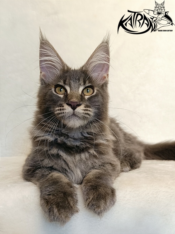 Katran Valmont - Kitten maine-coon 4 months 2.5 weeks