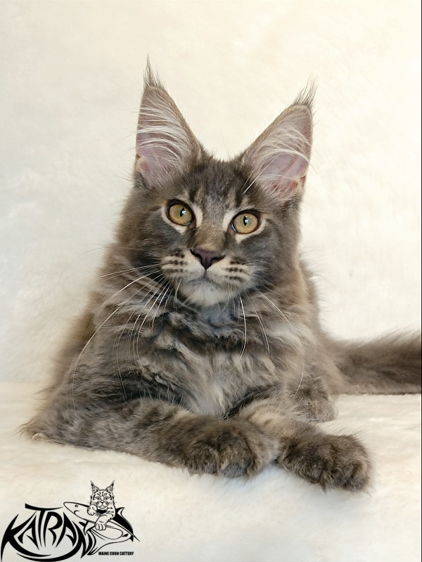Katran Valmont - Kitten maine-coon 4 months 2.5 weeks