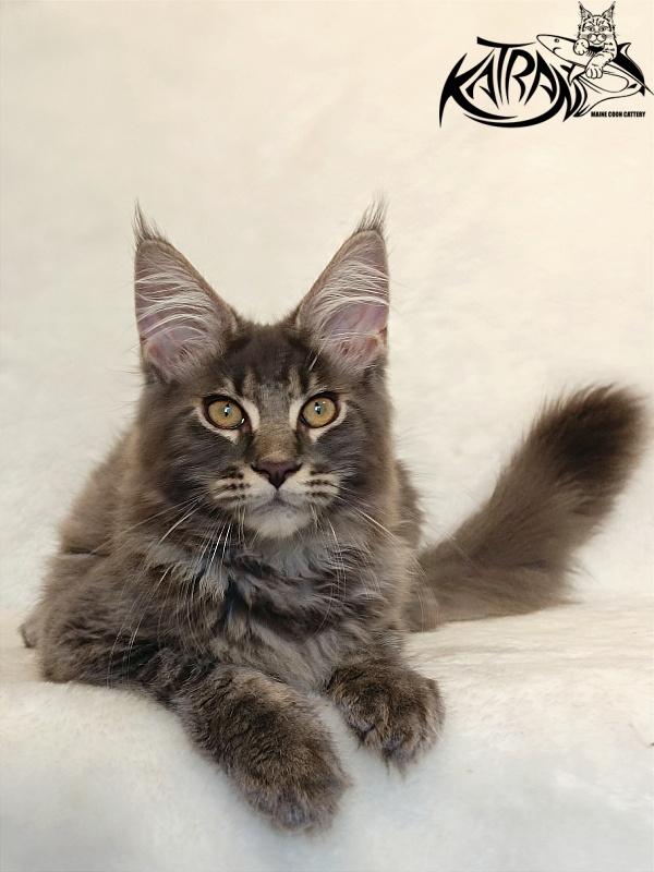 Katran Valmont - Kitten maine-coon 4 months 2.5 weeks