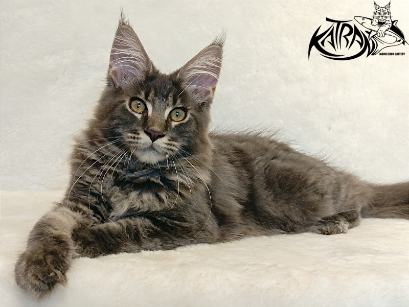 Katran Valmont - Kitten maine-coon 4 months 2.5 weeks