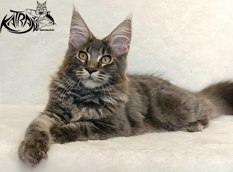 Katran Valmont - Kitten maine-coon 4 months 2.5 weeks