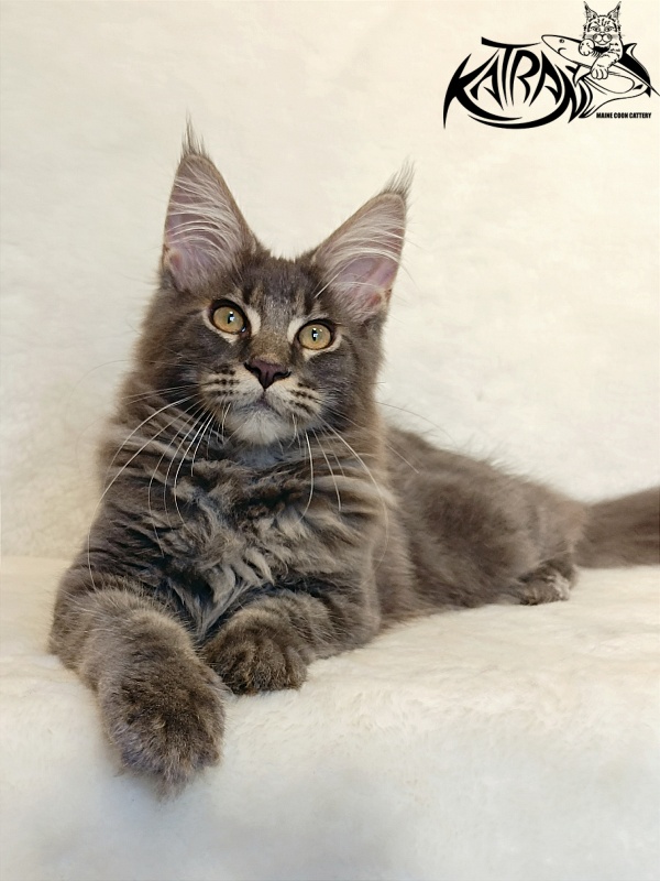 Katran Valmont - Kitten maine-coon 4 months 2.5 weeks