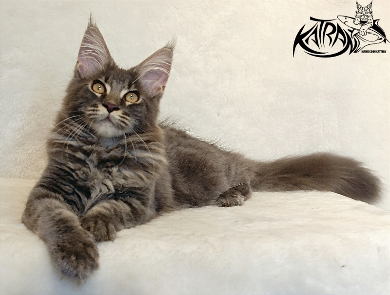 Katran Valmont - Kitten maine-coon 4 months 2.5 weeks