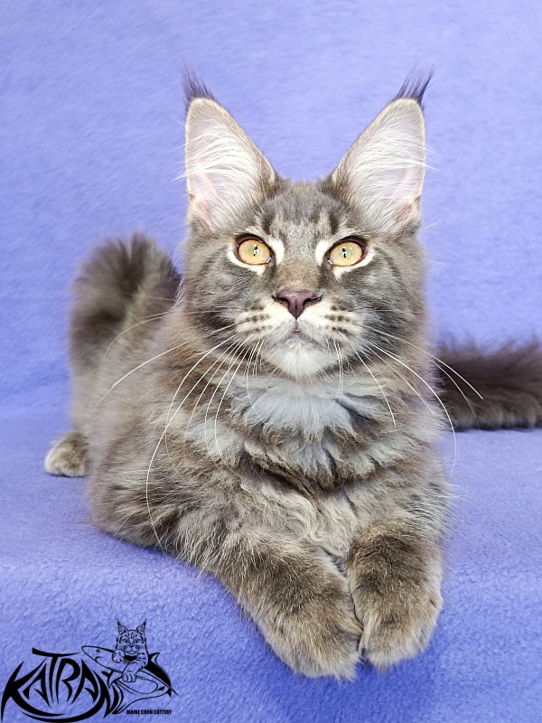 Katran Valmont - Kitten maine-coon 5 months 2.5 weeks