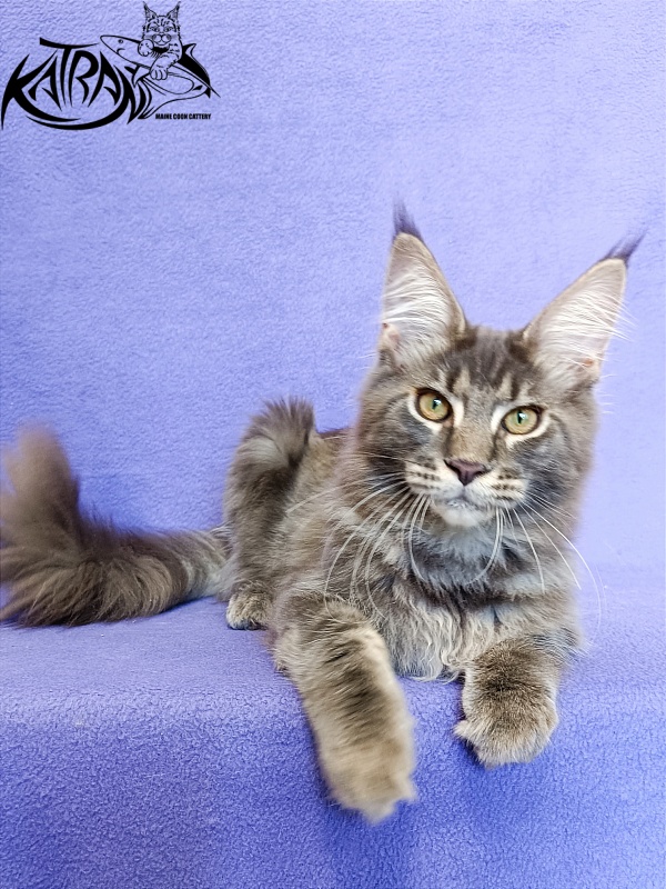 Katran Valmont - Kitten maine-coon 5 months 2.5 weeks