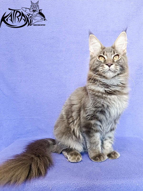 Katran Valmont - Kitten maine-coon 5 months 2.5 weeks