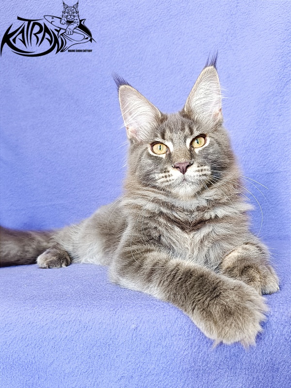 Katran Valmont - Kitten maine-coon 5 months 2.5 weeks