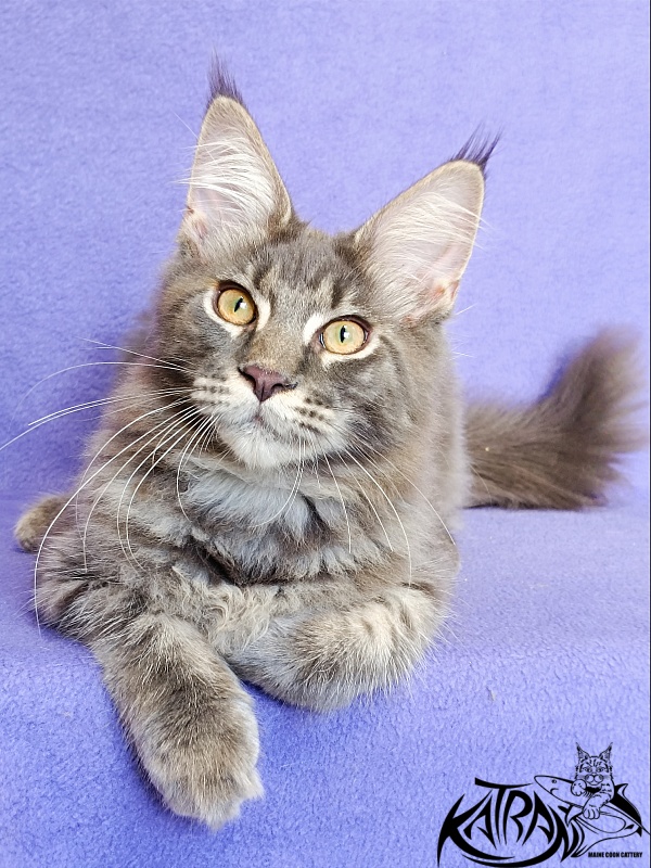 Katran Valmont - Kitten maine-coon 5 months 2.5 weeks