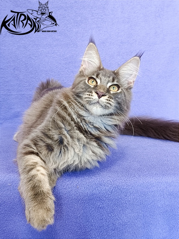Katran Valmont - Kitten maine-coon 5 months 2.5 weeks