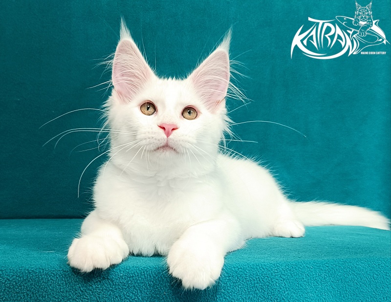 Katran Vivienne - Kitten maine-coon 3 months 1 week