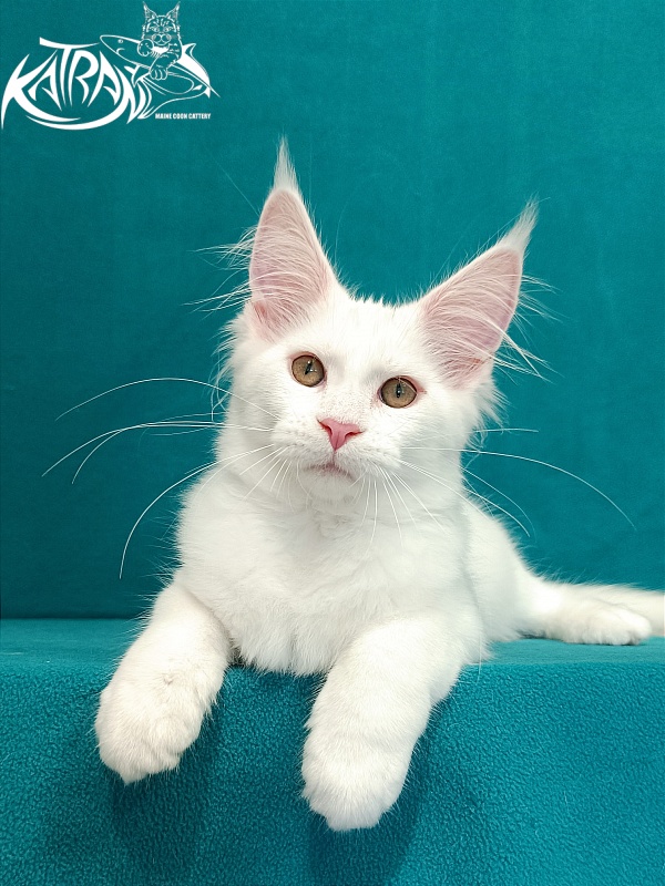 Katran Vivienne - Kitten maine-coon 3 months 1 week