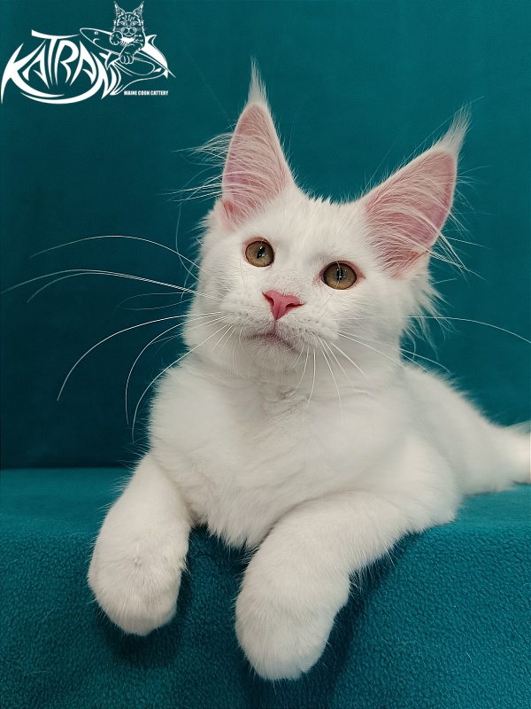 Katran Vivienne - Kitten maine-coon 3 months 1 week
