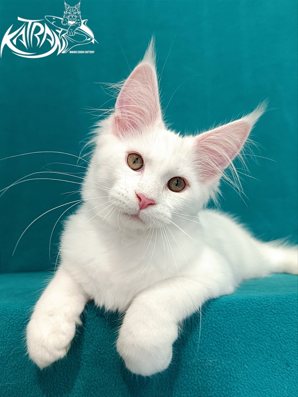 Katran Vivienne - Kitten maine-coon 3 months 1 week