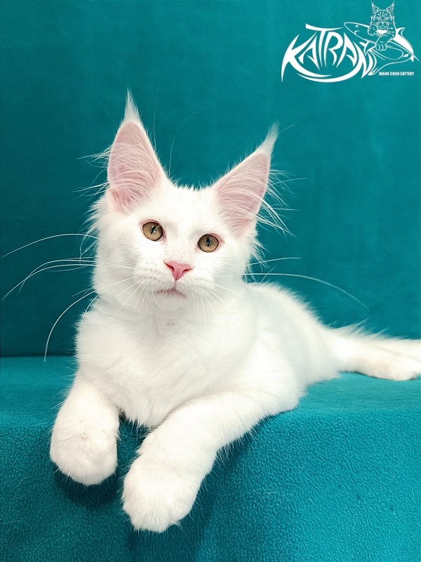 Katran Vivienne - Kitten maine-coon 3 months 1 week
