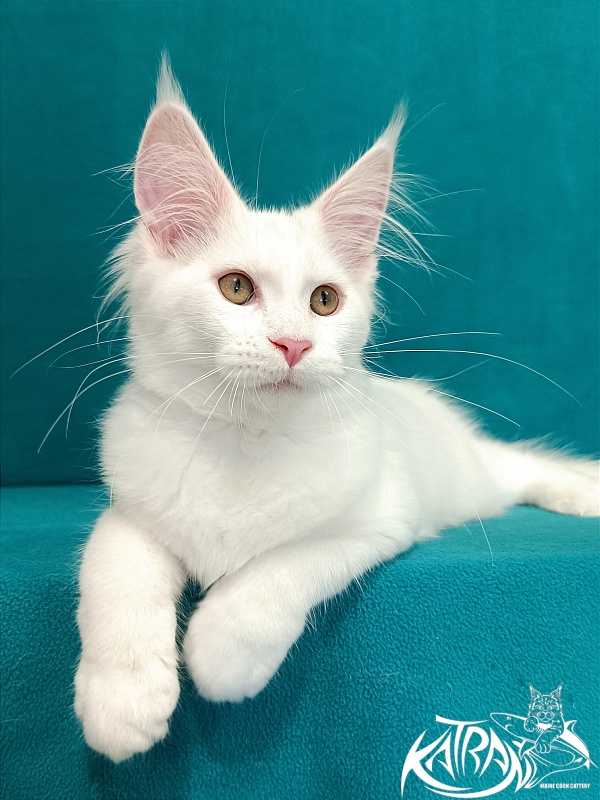 Katran Vivienne - Kitten maine-coon 3 months 1 week