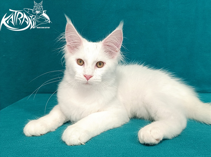 Katran Vivienne - Kitten maine-coon 3 months 1 week
