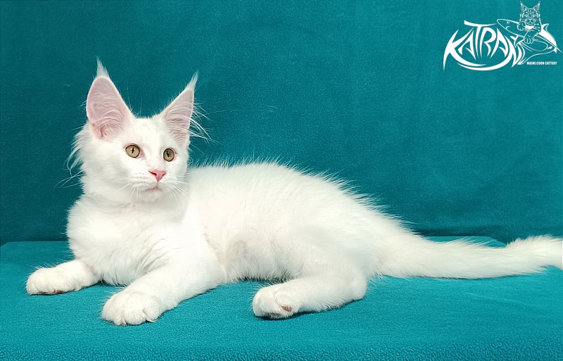 Katran Vivienne - Kitten maine-coon 3 months 1 week
