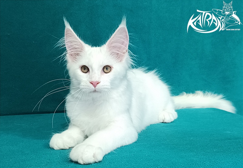 Katran Vivienne - Kitten maine-coon 3 months 1 week