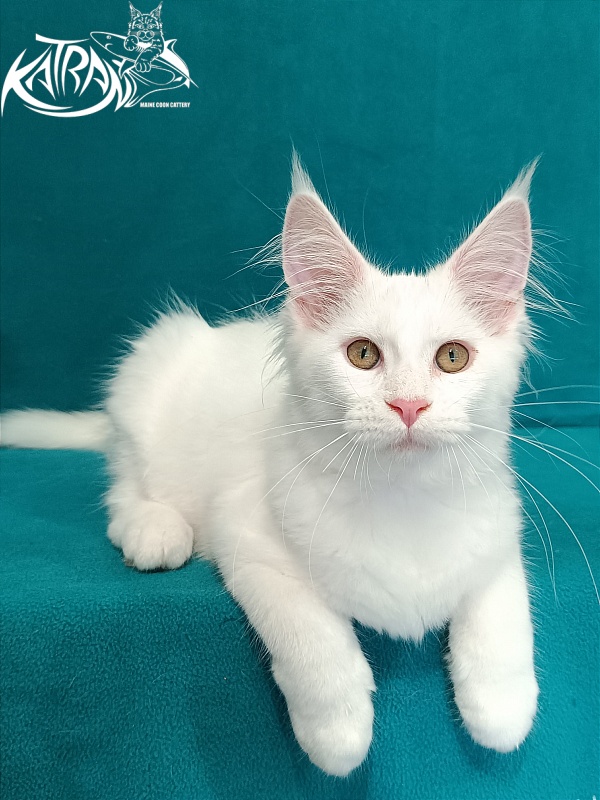 Katran Vivienne - Kitten maine-coon 3 months 1 week