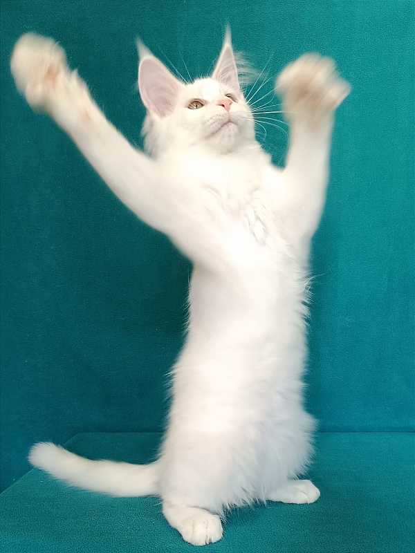 Katran Vivienne - Kitten maine-coon 3 months 1 week