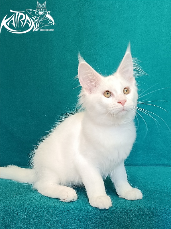 Katran Vivienne - Kitten maine-coon 3 months 1 week