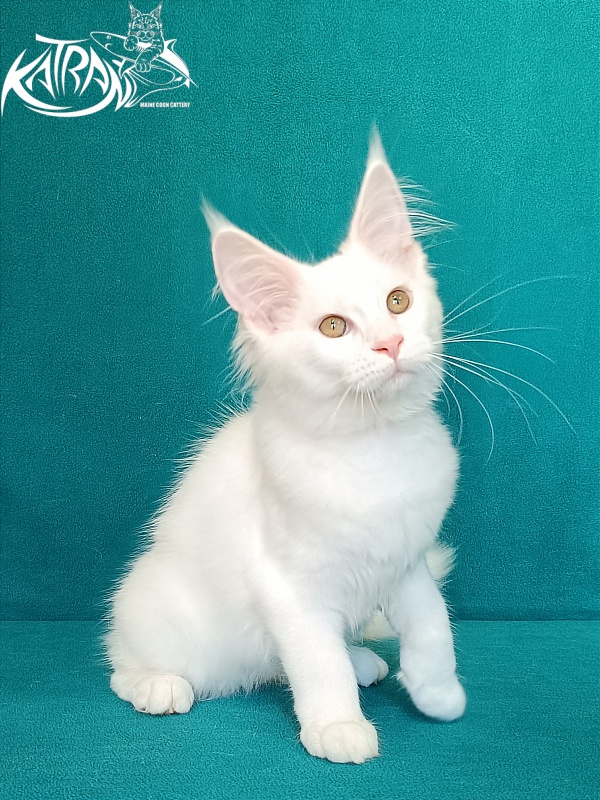 Katran Vivienne - Kitten maine-coon 3 months 1 week
