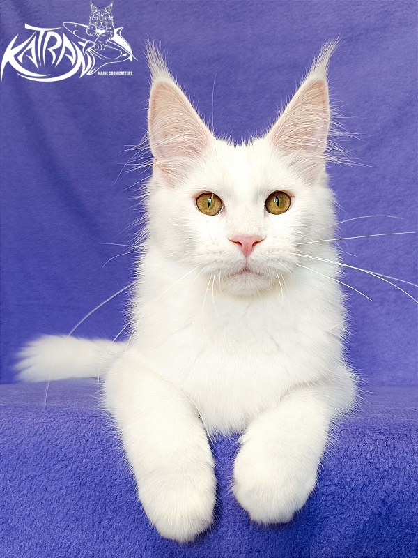 Katran Vivienne - Kitten maine-coon 5 months 2.5 weeks