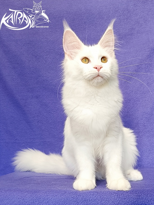 Katran Vivienne - Kitten maine-coon 5 months 2.5 weeks