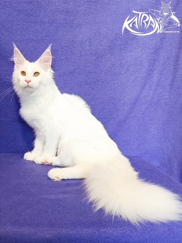 Katran Vivienne - Kitten maine-coon 5 months 2.5 weeks