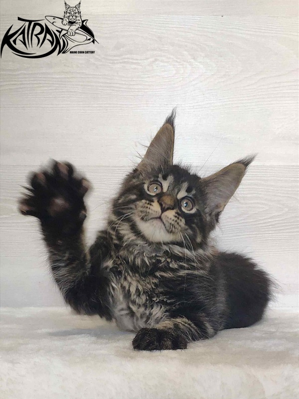 Katran Winston - Kitten maine-coon 2 months