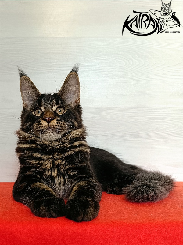 Katran Winston - Kitten maine-coon 3 months 1 week