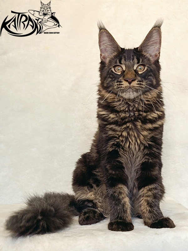 Katran Winston - Kitten maine-coon 4 months