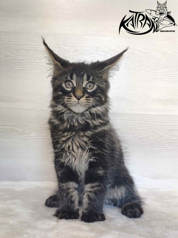 Katran Winston - Kitten maine-coon 2 months