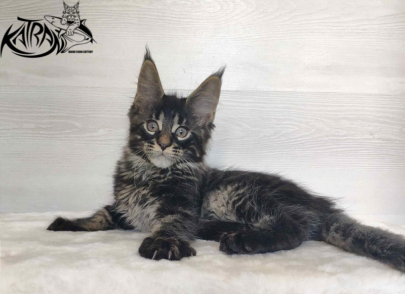 Katran Winston - Kitten maine-coon 2 months