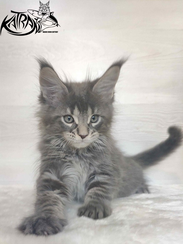 Katran Wolter - Kitten maine-coon 1 month 3 weeks