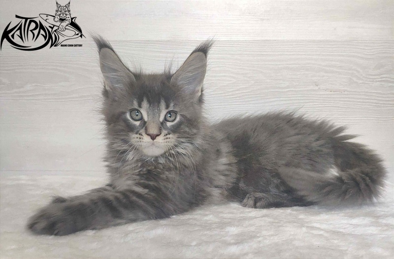 Katran Wolter - Kitten maine-coon 1 month 3 weeks