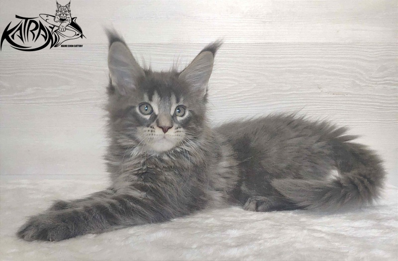 Katran Wolter - Kitten maine-coon 1 month 3 weeks