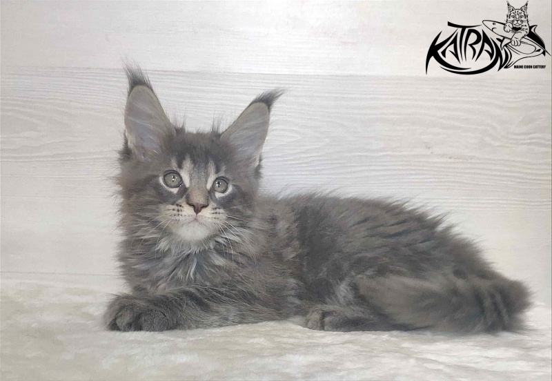 Katran Wolter - Kitten maine-coon 1 month 3 weeks