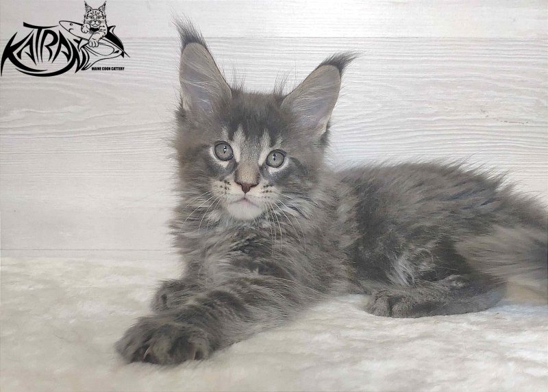 Katran Wolter - Kitten maine-coon 1 month 3 weeks