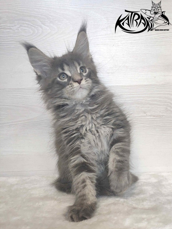 Katran Wolter - Kitten maine-coon 1 month 3 weeks