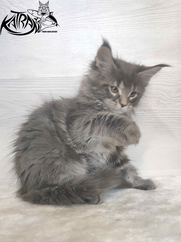 Katran Wolter - Kitten maine-coon 1 month 3 weeks