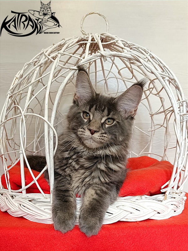 Katran Wolter - Kitten maine-coon 3 months 1 week