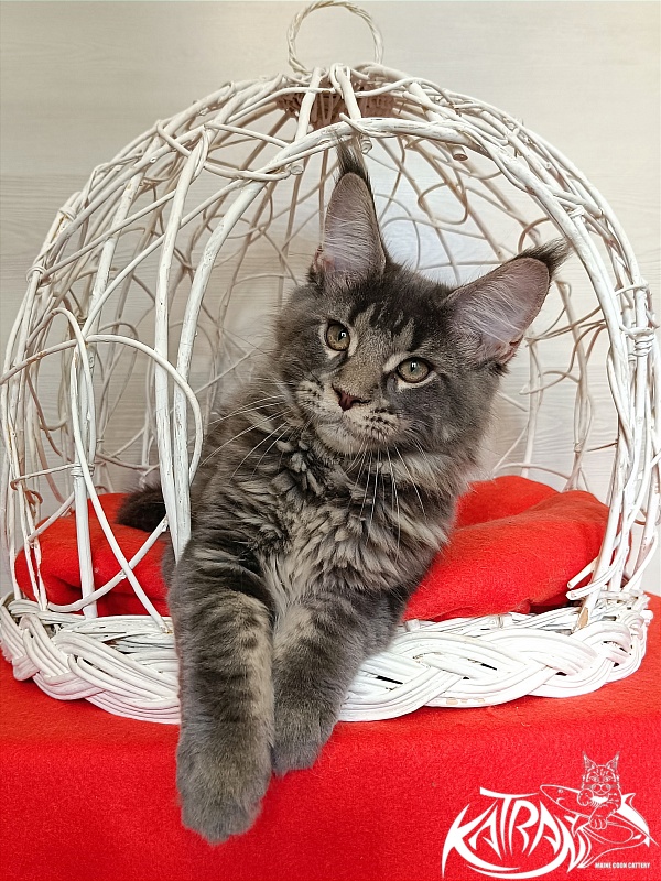 Katran Wolter - Kitten maine-coon 3 months 1 week
