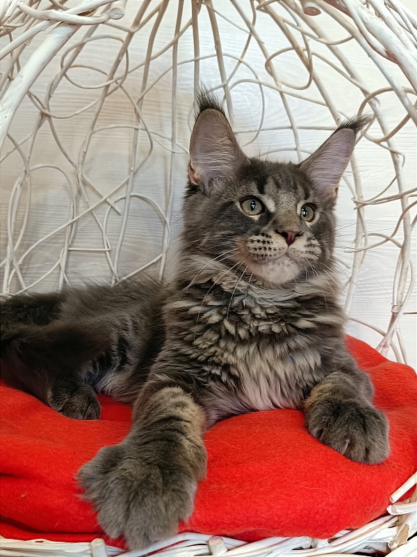Katran Wolter - Kitten maine-coon 3 months 1 week
