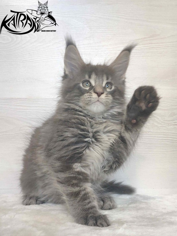 Katran Wolter - Kitten maine-coon 1 month 3 weeks