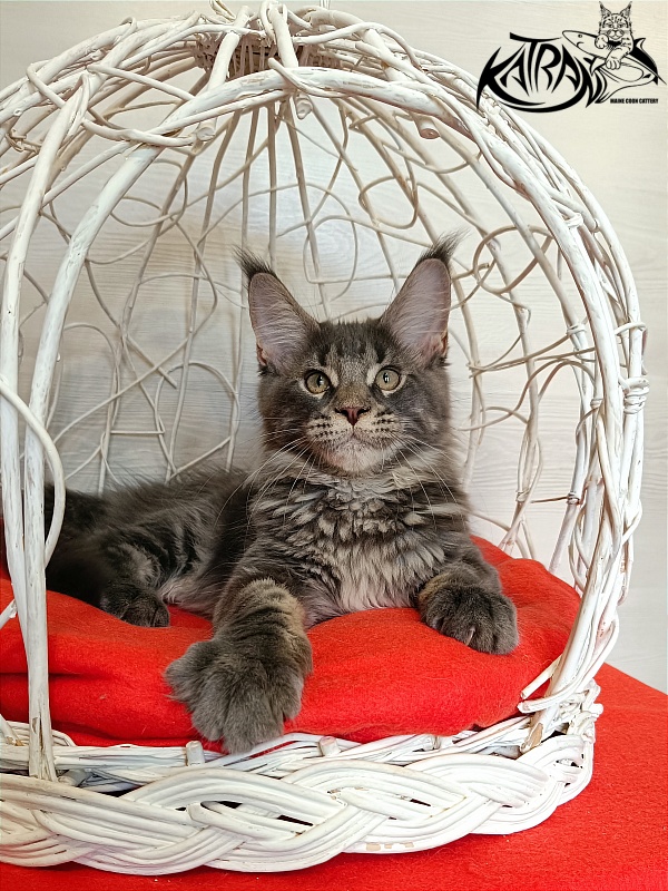 Katran Wolter - Kitten maine-coon 3 months 1 week