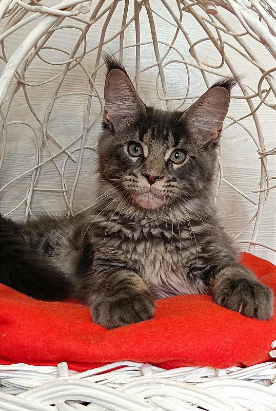 Katran Wolter - Kitten maine-coon 3 months 1 week